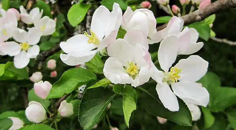 Semesterbostad i Hög