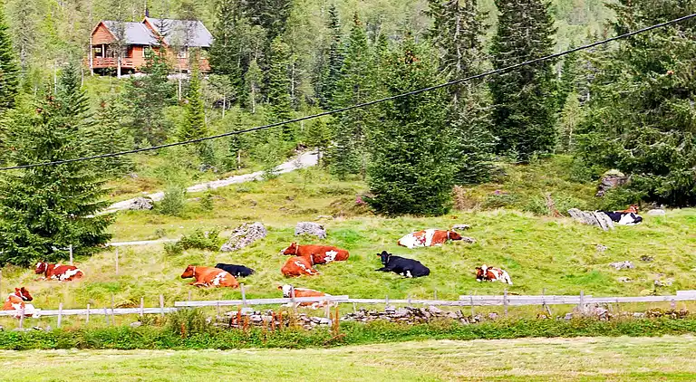 Semesterbostad i Eksingedalen