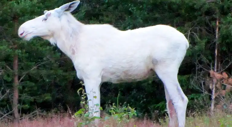 Vakantiehuis in Klaråsen
