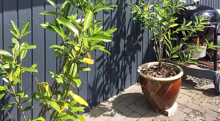 Ferienhaus am Skåstrup Strand