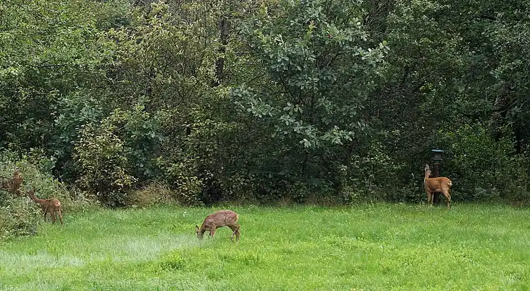 Semesterbostad i Hög