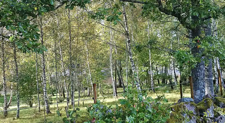 Sommerhus i Trävattna