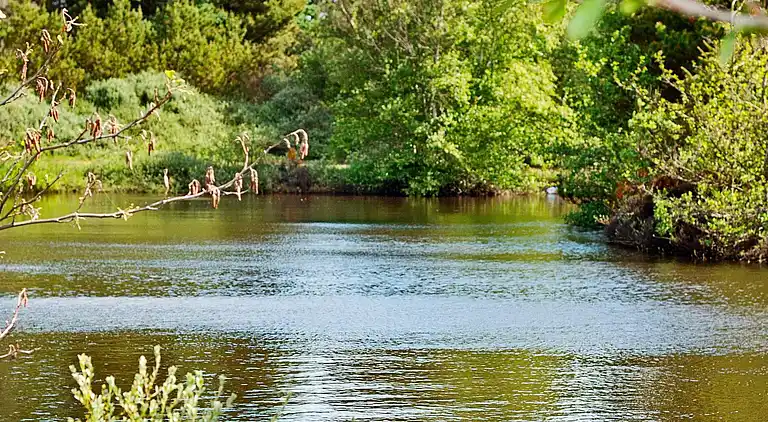 Feriebolig i Blåvand