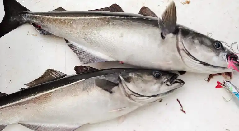 Casa vacanze in Tornes