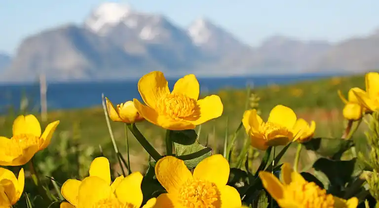 Sommerhus i Flakstad