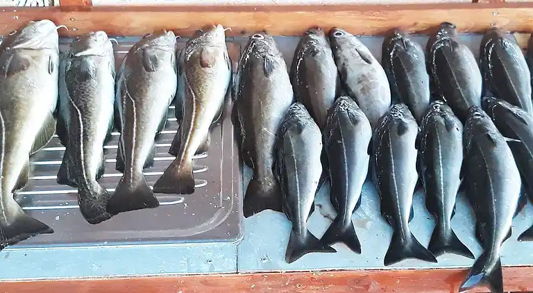 Maison de vacances au Mosterhamn