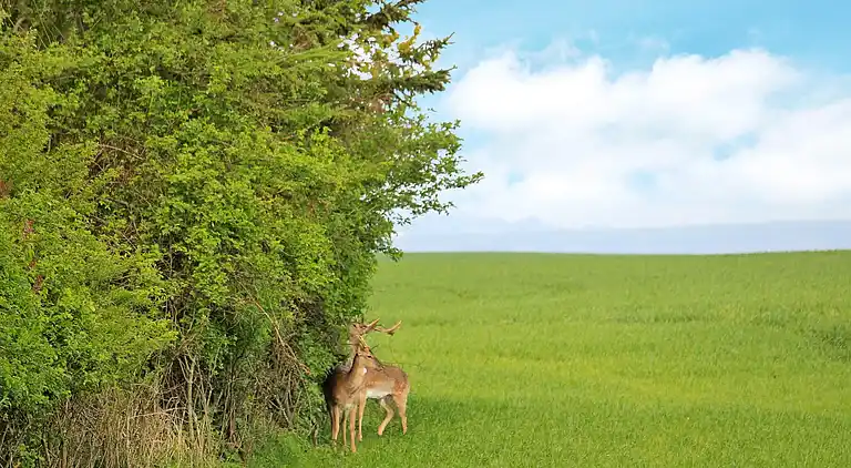 Sommerhus i Tranekær