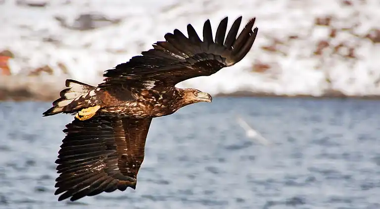 Holiday home in Vestvågøy