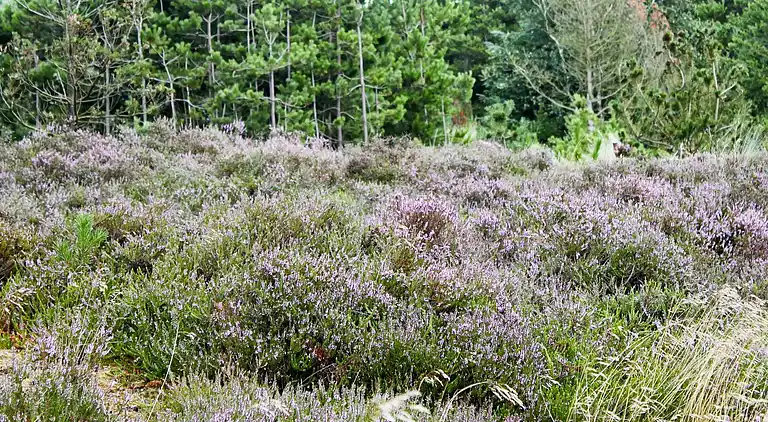 Holiday home in Kongsmark