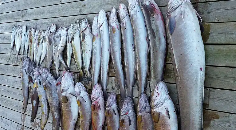 Holiday home in Øklandsvåg