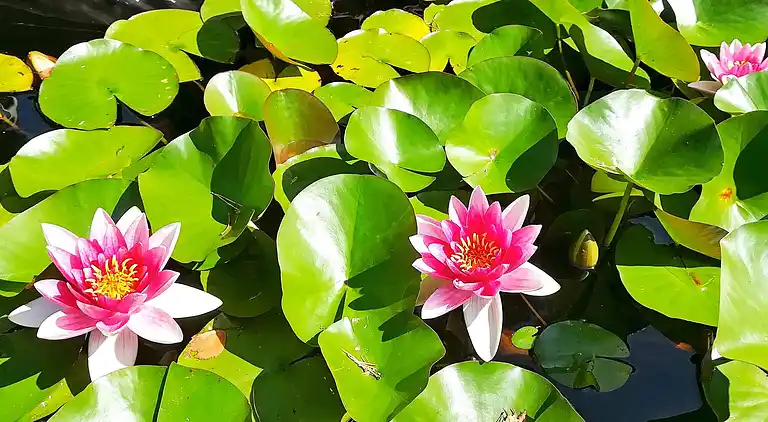 Sommerhus i Kristinehamn S