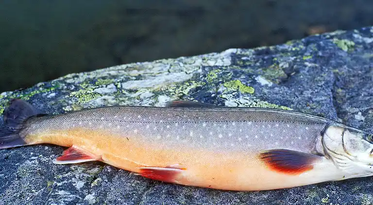 Sommerhus i Skorovatn