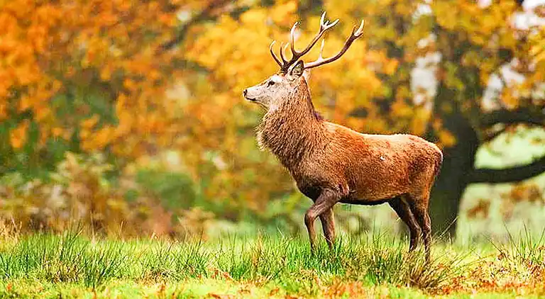 Sommerhus i Tomelilla N