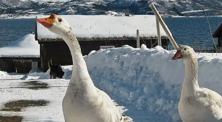 Vakantiehuis in Ibestad