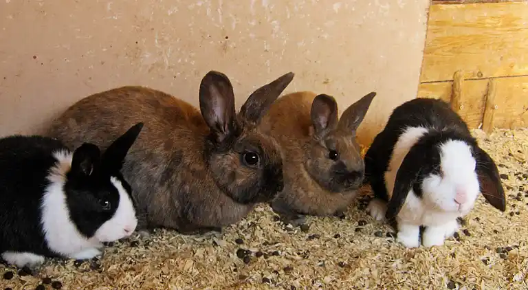 Vakantiehuis in Ibestad