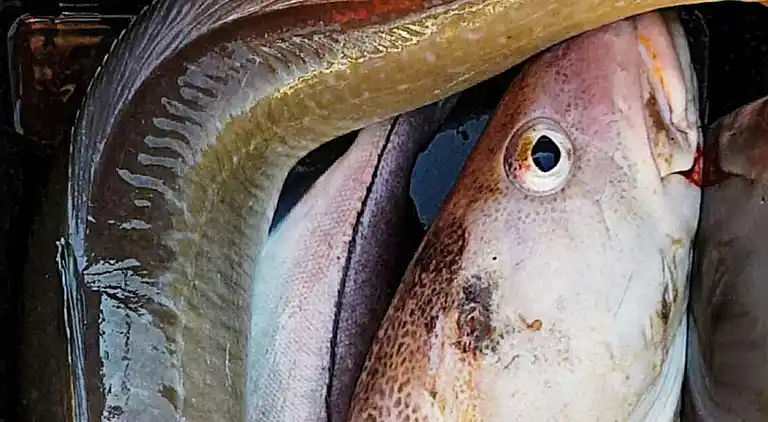 Vakantiehuis in Helland