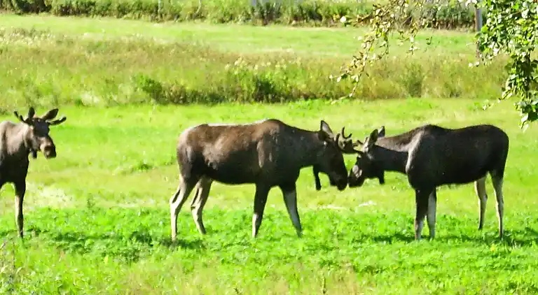 Vakantiehuis in Ibestad