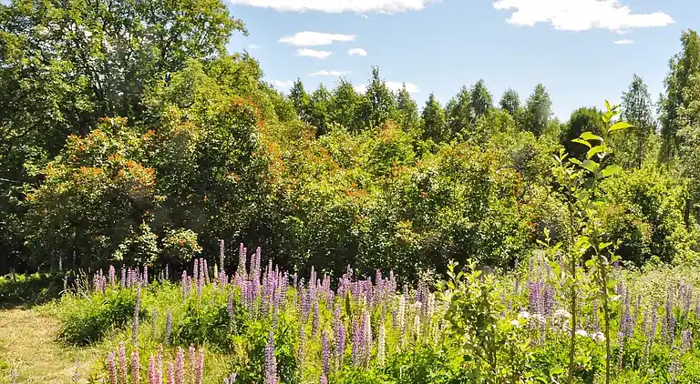Ferienhaus in Gårdserud