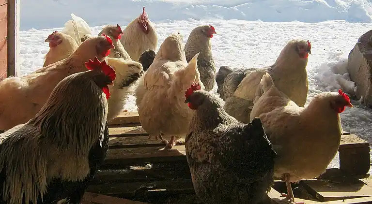 Vakantiehuis in Ibestad