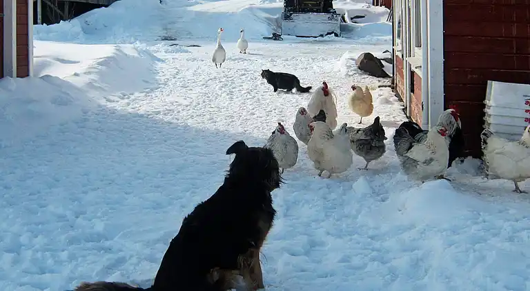 Vakantiehuis in Ibestad