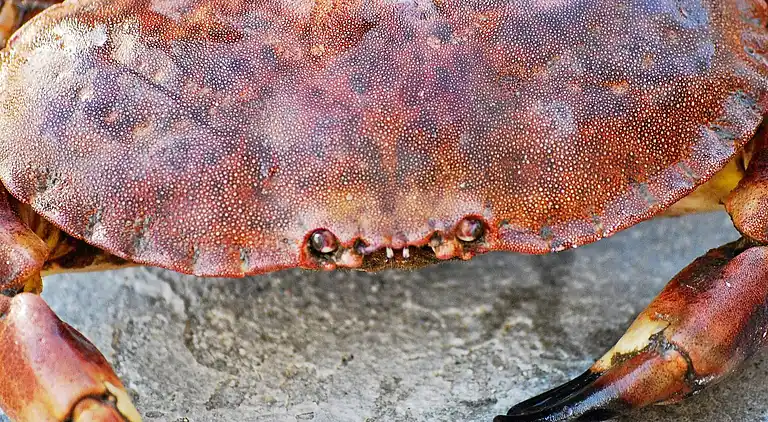 Vakantiehuis in Helland