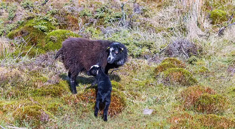 Sommerhus i Bekkjarvik