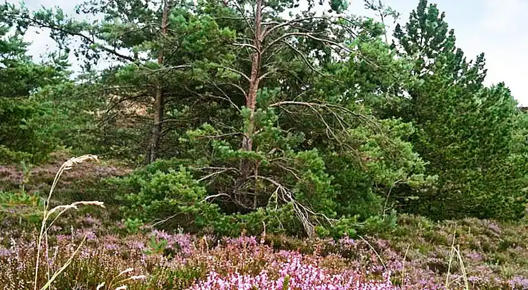 Holiday home in Bolilmark