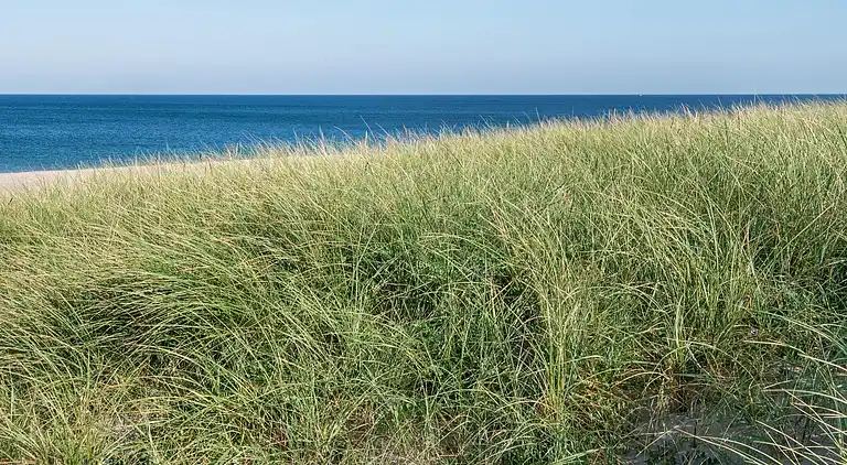 Sommerhus ved Vrist Strand