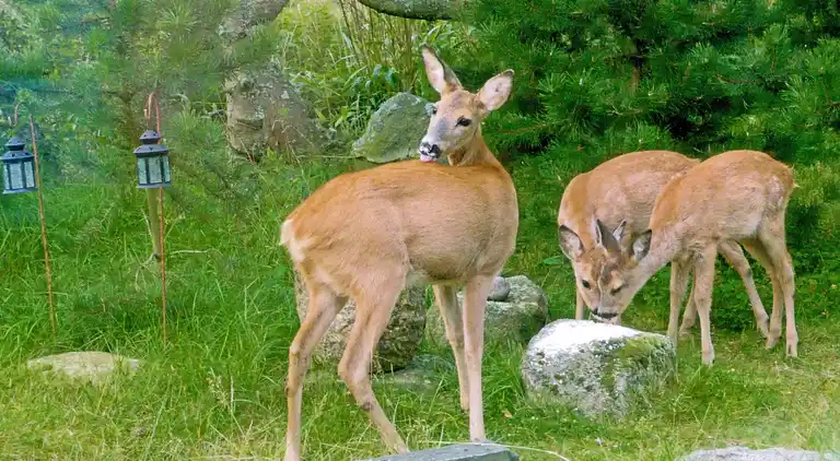Vakantiehuis in Vejers Strand