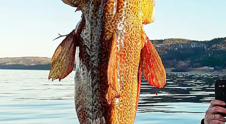 Sommerhus i Selbekken