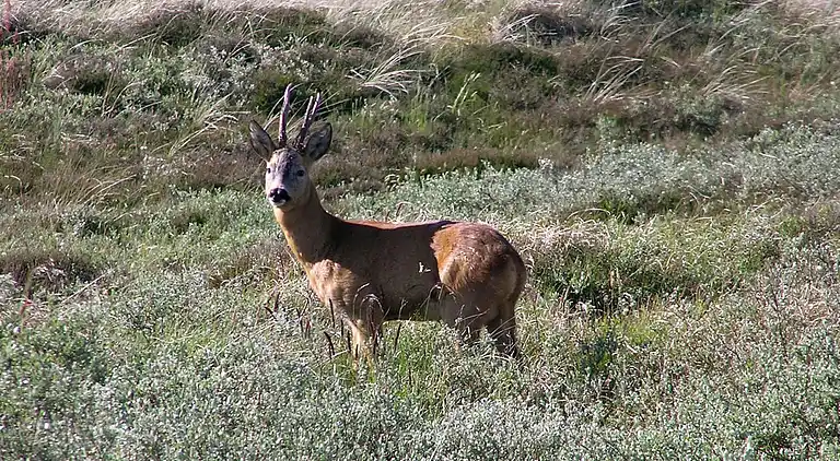 Holiday home in Rindby Strand
