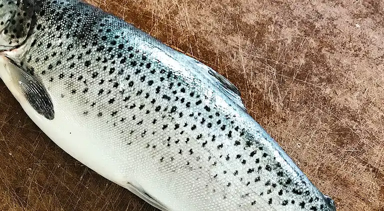 Sommerhus i Hamarøy