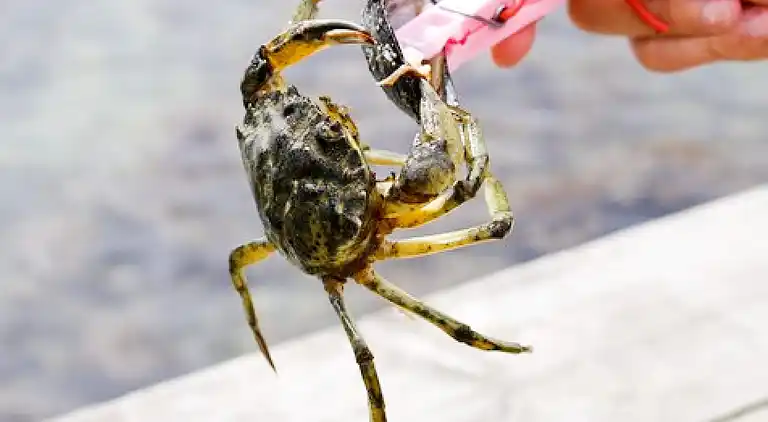 Sommerhus i Öckerö
