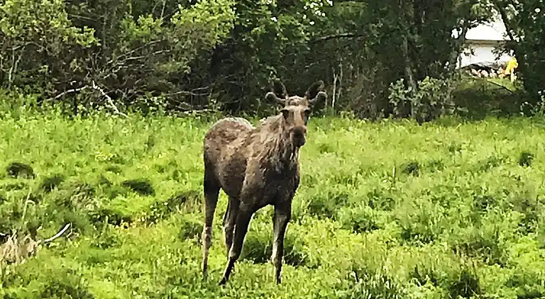 Sommerhus i Hamarøy