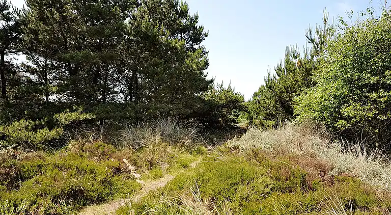 Sommerhus i Blåvand