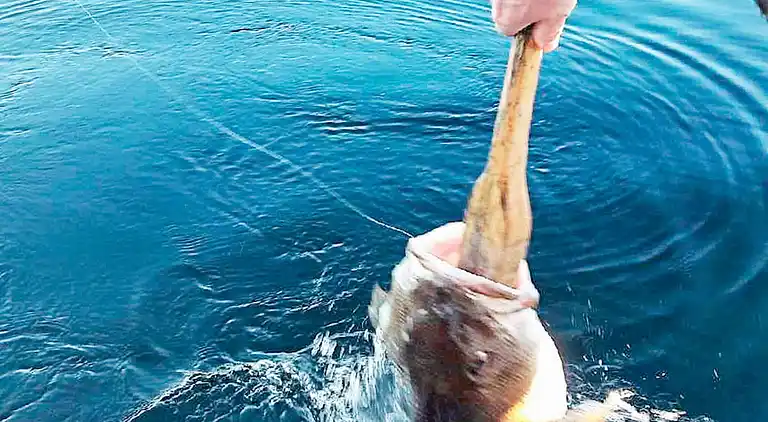 Sommerhus i Selbekken