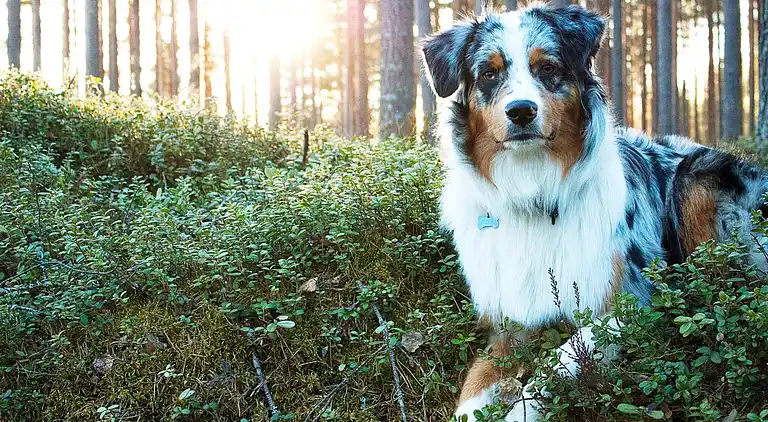 Sommerhus i Tranås V