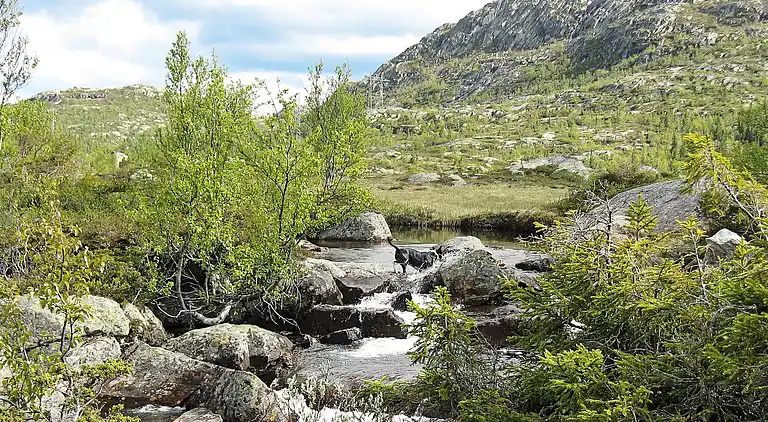 Sommerhus i Hjartdal