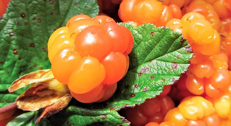 Casa vacanze in Älvdalen S