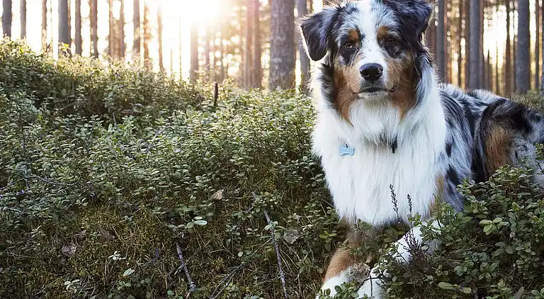 Casa vacanze in Älvdalen S
