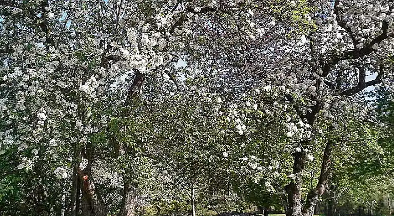 Sommerhus i Älmhult Ö