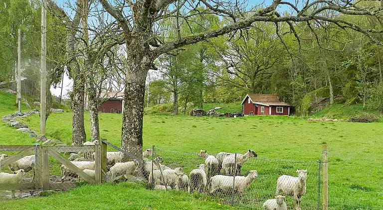 Sommerhus i Lysekils