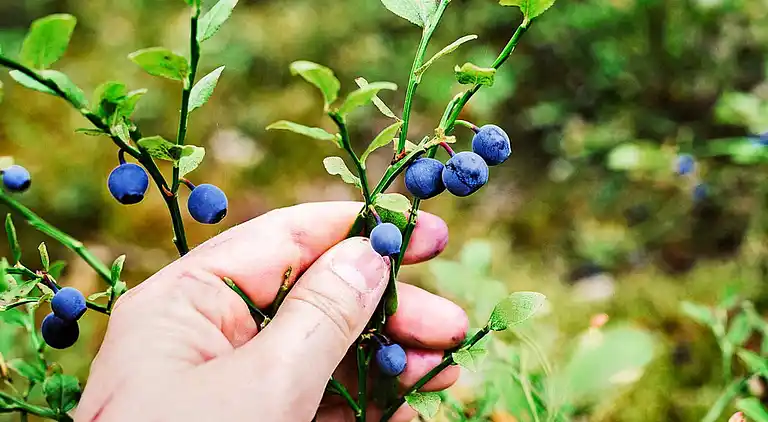Casa vacanze in Älvdalen S