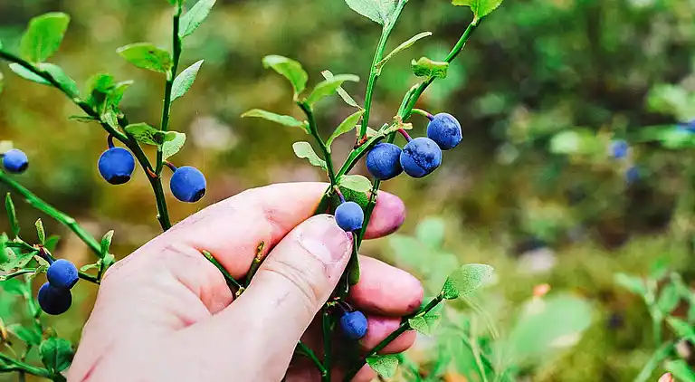 Sommerhus i Ljungby V