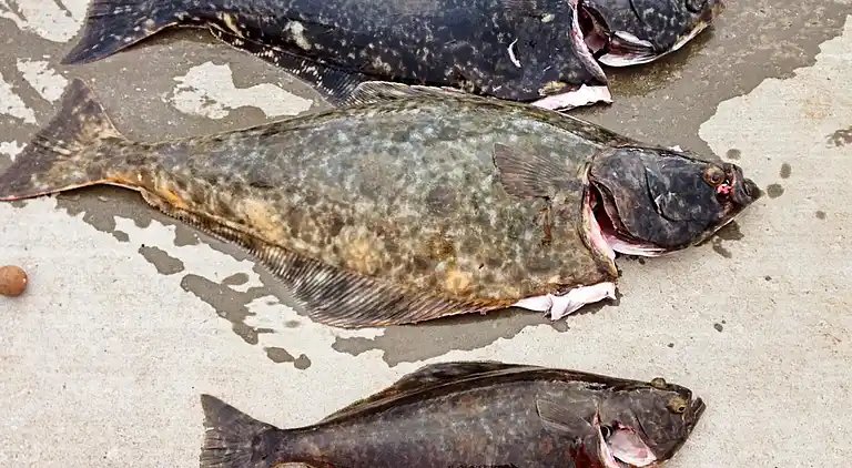 Holiday home in Breivikbotn