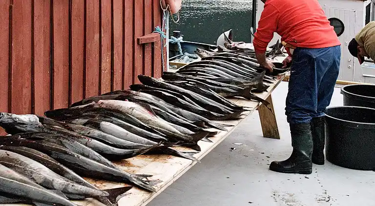 Holiday home in Todalsøra