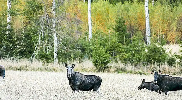 Holiday home in Hacksvik