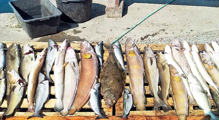 Holiday home in Todalsøra