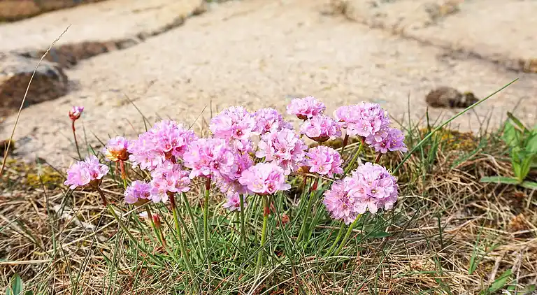 Sommerhus ved Hunnebostrand