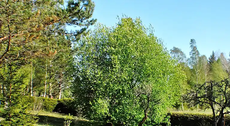 Holiday home in Årjäng SV